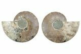 Cut & Polished, Agatized Ammonite Fossil - Madagascar #212924-1